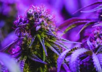 THCA Flower for Stress and Anxiety: A Gentle Approach to Mental Wellness